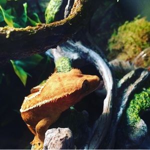 Meet your Posher, Ella